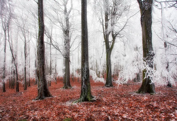 Floresta Inverno Com Árvores Congeladas — Fotografia de Stock