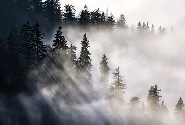 Güneş Işığı Ormandaki Ağaçların Arasından Kırılıyor Sihirli Güneş Işınlarında Parlıyor — Stok fotoğraf