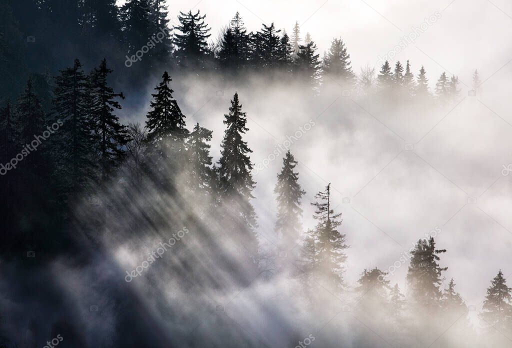 Sunlight is breaking through the trees in the forest and letting the light shine in magical sun beams