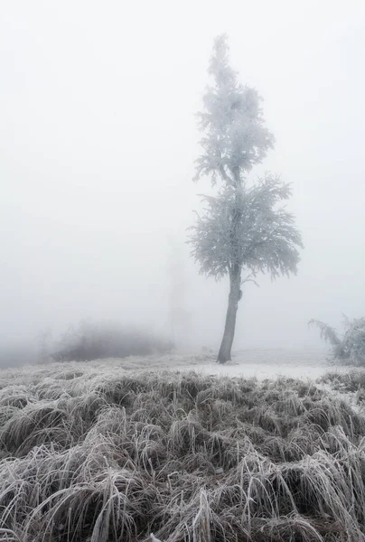Παγωμένο Δέντρο Στο Χειμερινό Τοπίο — Φωτογραφία Αρχείου