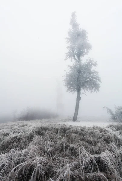 Frozen Tree Winter Landscape — Stock Photo, Image