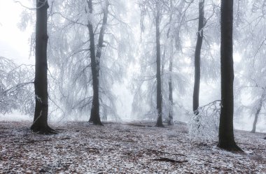 Kışın orman sisli ve karlı