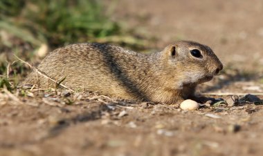 Köy sincabı Spermophilus citellus Avrupalı, çimlerde meraklı