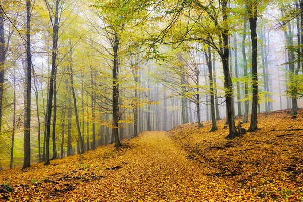 Höstens Naturlandskap Dimmig Höstskog Vackra Färgglada Träd Skogslandet Naturskön Vild — Stockfoto