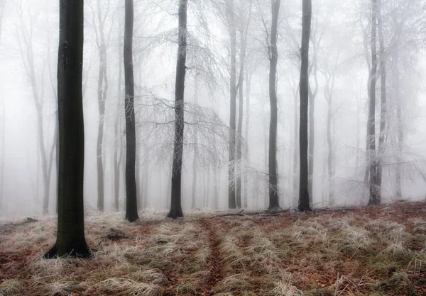 Floresta Inverno Com Árvores Congeladas — Fotografia de Stock