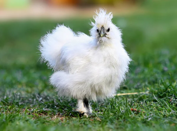 Poulet Dans Une Ferme Biologique Sur Herbe Verte — Photo