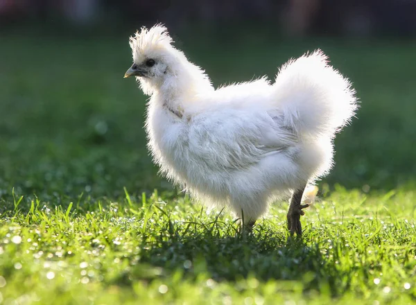 草の上の小さなシルキーの鶏屋外 — ストック写真