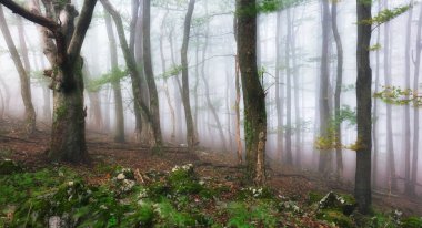Sisli orman. Peri masalı gibi ürkünç, sisli bir gündoğumunda orman. Korku ormanında soğuk sisli bir sabah