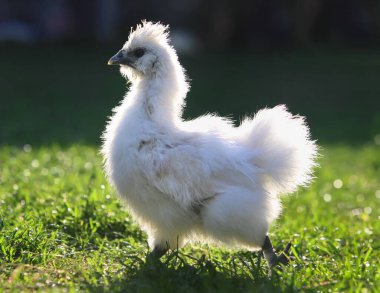 Yürüyen eğlenceli ipeksi beyaz yavru tavuk