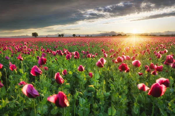 Rotes Mohnfeld Bei Dramatischem Sonnenuntergang Schöne Blumenlandschaft — Stockfoto
