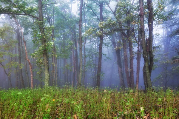 Лес Осеннем Утреннем Тумане — стоковое фото