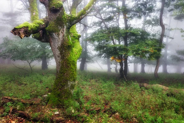 雨の後の霧の秋の森 — ストック写真