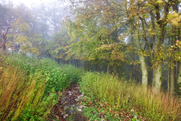 Δάσος Στο Φθινόπωρο Πρωινή Ομίχλη — Φωτογραφία Αρχείου