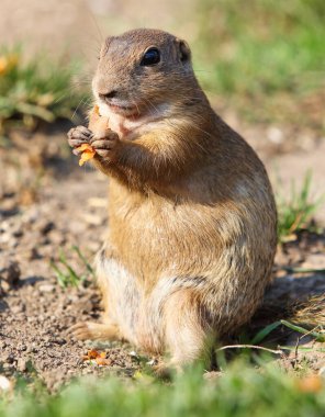 Şirin Europen yer sincabı doğal ortamda yer, yakın plan, detay, Spermophilus citellus, Slovakya