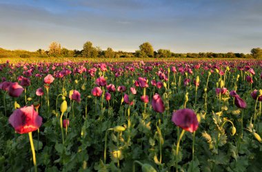 Haşhaş tarlasının üzerinde gün batımının güzel olduğu manzara 