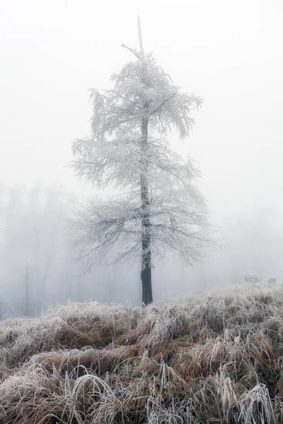 Замороженное Дерево Зимнем Пейзаже — стоковое фото