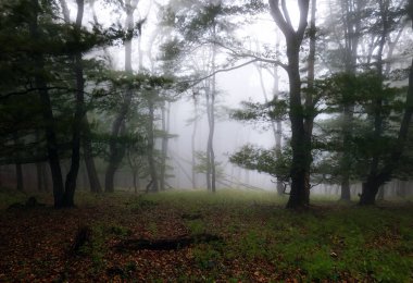 Yağmurdan sonraki sisli sonbahar ormanı