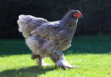 Büyük gri tavuklar çimlerde