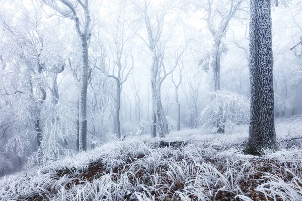 山中的冬季森林 华丽的冬季旅行 — 图库照片