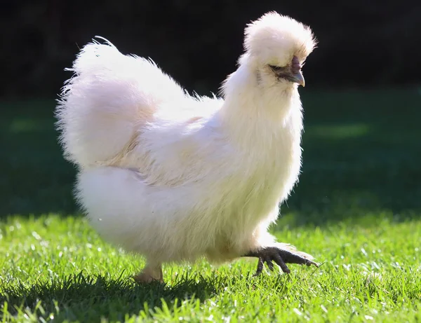 Poulets Soyeux Sur Une Herbe Plein Air Ferme Bio — Photo