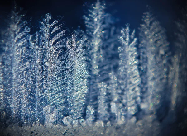 Ice forest — Stock Photo, Image