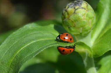 Two ladybugs vice versa to each other clipart