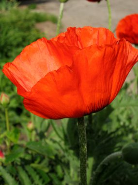 Bahçedeki kırmızı gelincik çiçekli