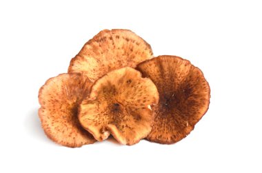 agaric yemeklik russule mantar veya beyaz arka plan ile