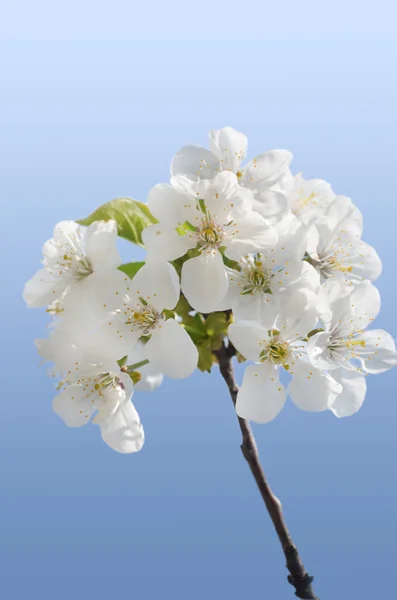 Blossom of the tree — Stock Photo, Image