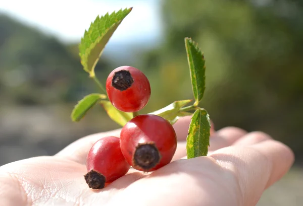 Briar sulla mano — Foto Stock