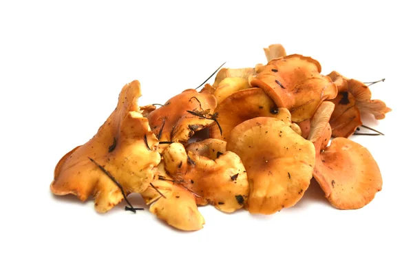 Chanterelles — Stock Photo, Image