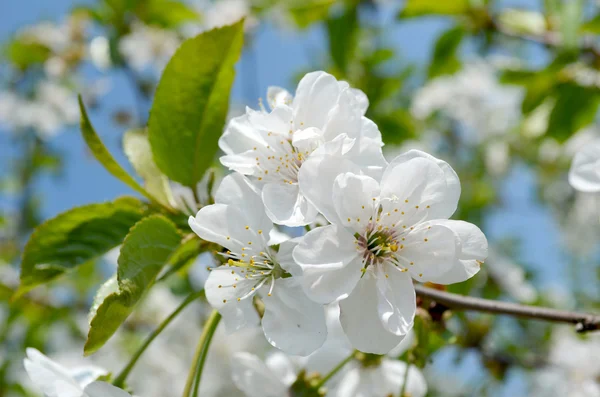 Flor del árbol — Foto de Stock