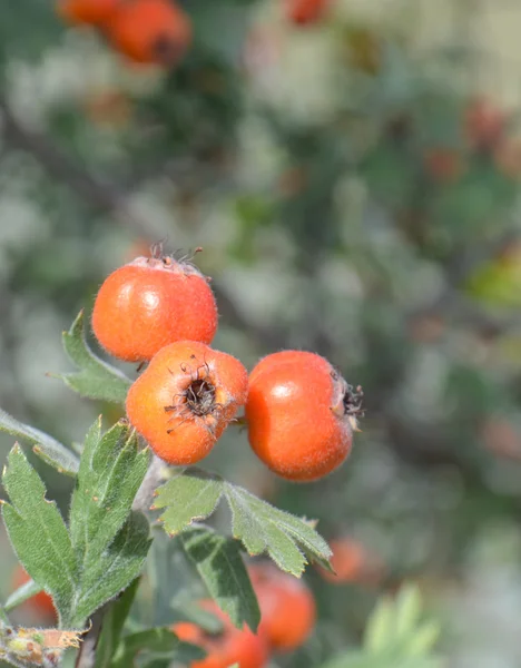 Biancospino — Foto Stock