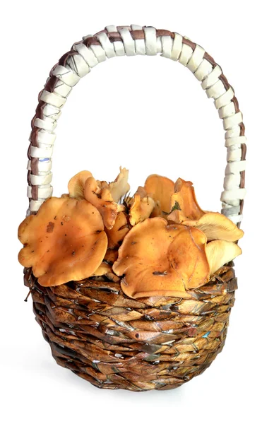 Mushrooms in the weaved basket — Stock Photo, Image