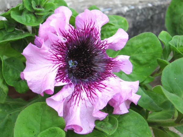 Petunia virágzó virágok — Stock Fotó