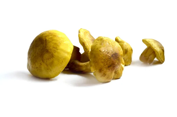 Handful of yellow greenfinches  mushrooms izolated with white color — Stock Photo, Image