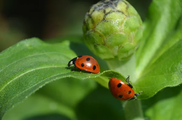 Two ladybugs vice versa to each other — Stock Photo, Image