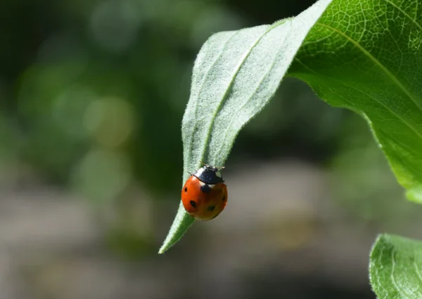 植物の緑の葉の上に置かれた赤いてんとう虫 — ストック写真