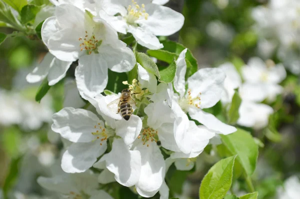 Flor del peral con abeja trabajadora — Foto de Stock