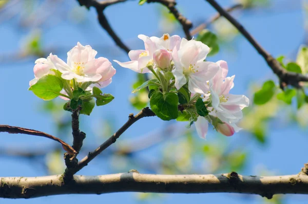 Весенний цветок яблони — стоковое фото