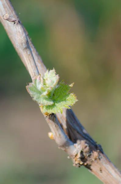 İlk yaprakları ile üzüm asma