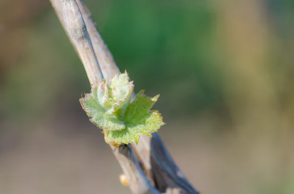İlk yaprakları ile üzüm asma