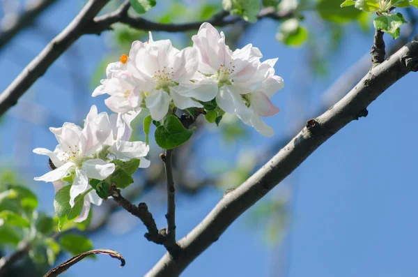 Flor de primavera del manzano — Foto de Stock