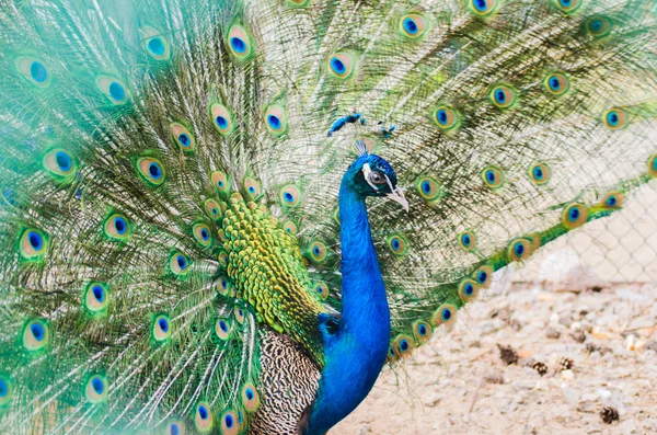 Portret of beautiful peacock with bright turquoise feathers — Stock Photo, Image