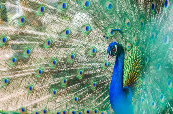 Portret of beautiful peacock with bright turquoise feathers — Stock Photo, Image