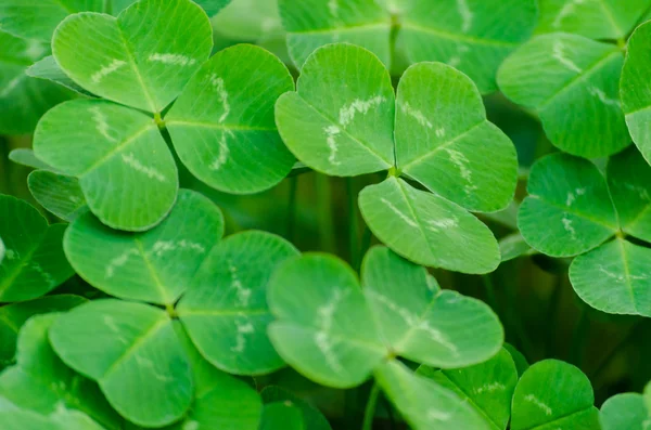 Halı yeşil üç yapraklı yonca kapsayacak bir çayır