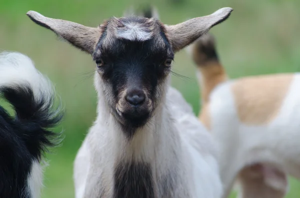 komik siyah-beyaz keçi çocuğun portret