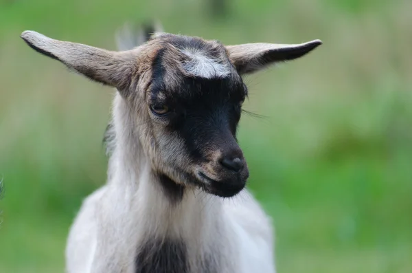 A portret vicces fekete-fehér kecske gida — Stock Fotó