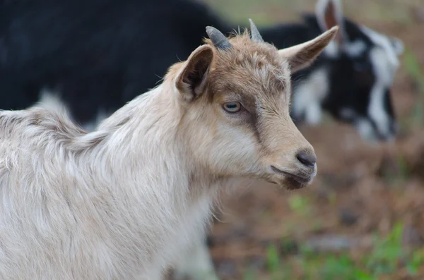 A portret of funny black-white goat kid — Stock Photo, Image