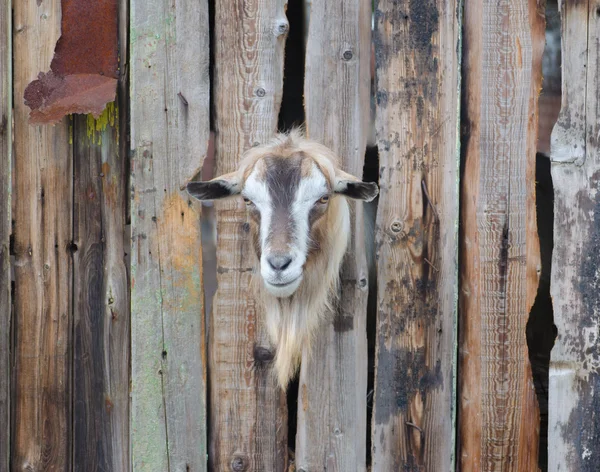 Bearded goat looking through a wooden fence boards — Stock Photo, Image